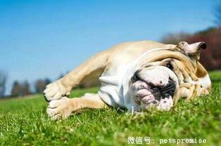 亚洲国产毛茸茸,探寻自然之美与民族风情